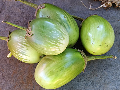 mattu gulla for badanekayi bolu huli or koddel or brinjal sambar