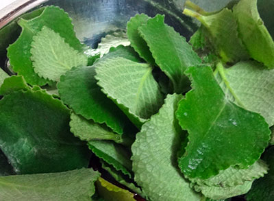 ajwain leaves for doddapatre bajji