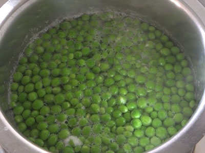 picking coriander leaves