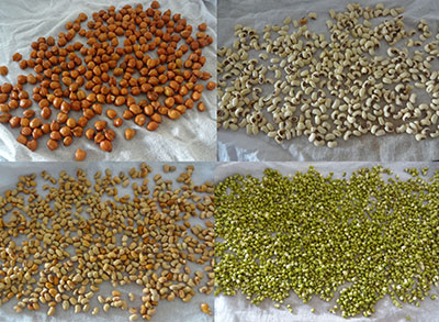 drying lentils or legumes for hurigalu or hurgaalu or hurigaalu