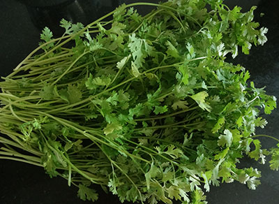 clean coriander leaves for kothambari soppu thambli or coriander leaves tambli