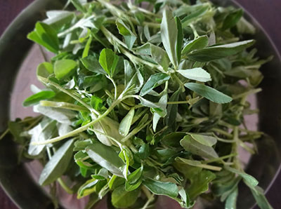 methi leaves for methi paratha