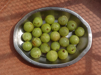 drying gooseberry for amla powder or nellikai pudi