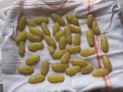 drying goaseberry for home made raisins or dry grapes