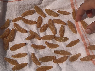 drying gooseberry for home made raisins or dry grapes