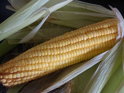 sweet corn cob for buttered sweet corn recipe