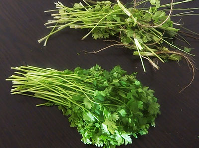 picking coriander leaves