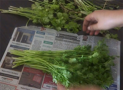 storing coriander leaves for long time